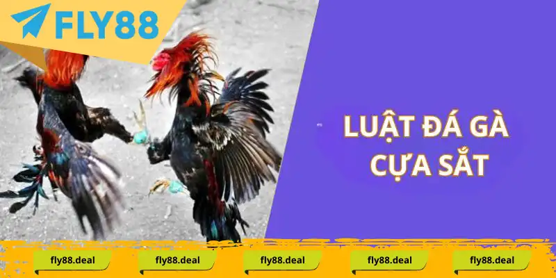 Luật gà đá cựa trực tuyến chi tiết