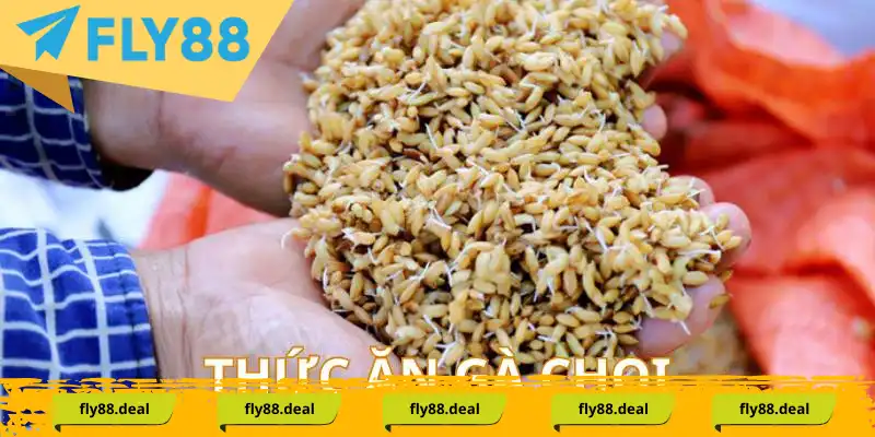 Thức ăn cần thiết cho gà đá