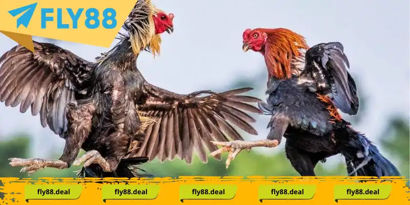 Những dòng chiến kê sở hữu vảy gà tứ quý