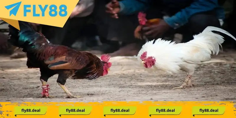 Đá gà cựa dao - Trận đấu kịch tính, nghẹt thở